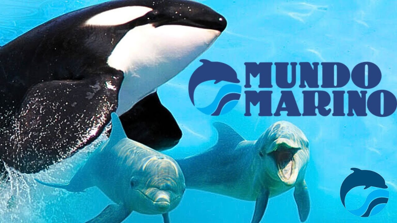 SHOW DE ORCA Y DELFINES MUNDO MARINO/ REFUGIO DEL MAR / SEA WORLD ARGENTINA 2024