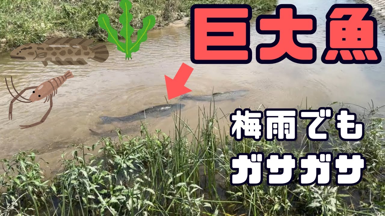 【#48】梅雨時期でもわずかに晴れた時間帯を見つけてガサガサに行くぞ！