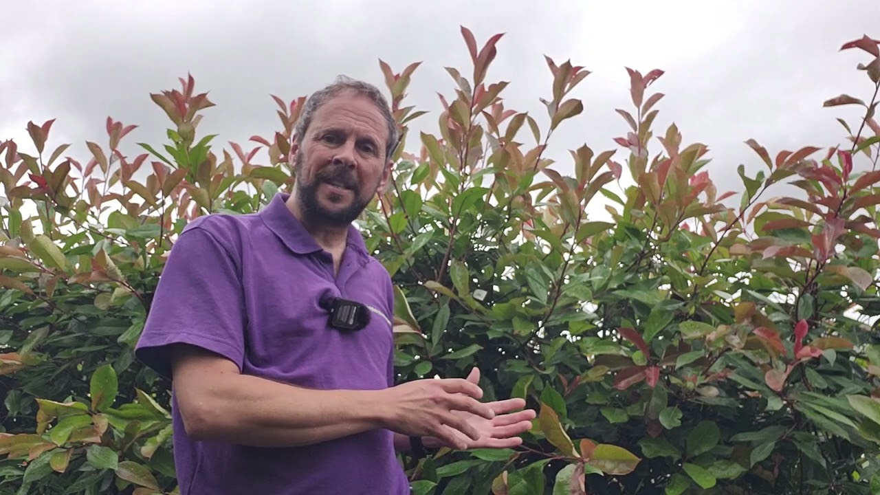 Laurel & Photinia Sept 2024