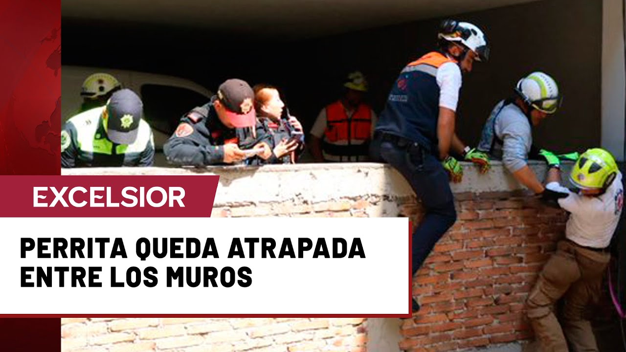 Rescate canino: Auxilian a perrita atrapada entre dos muros