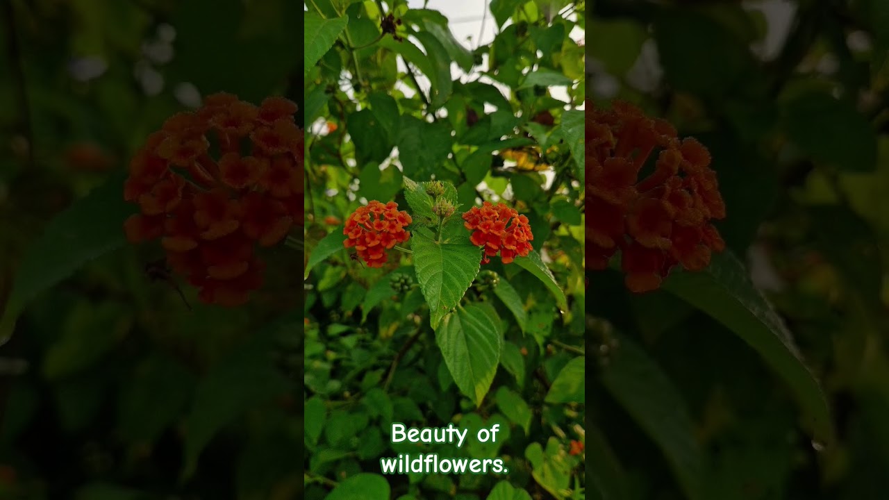 wildflowers blooming Beauty in nature // natural beauty of flowers in Haridwar Rishikesh near Ganga
