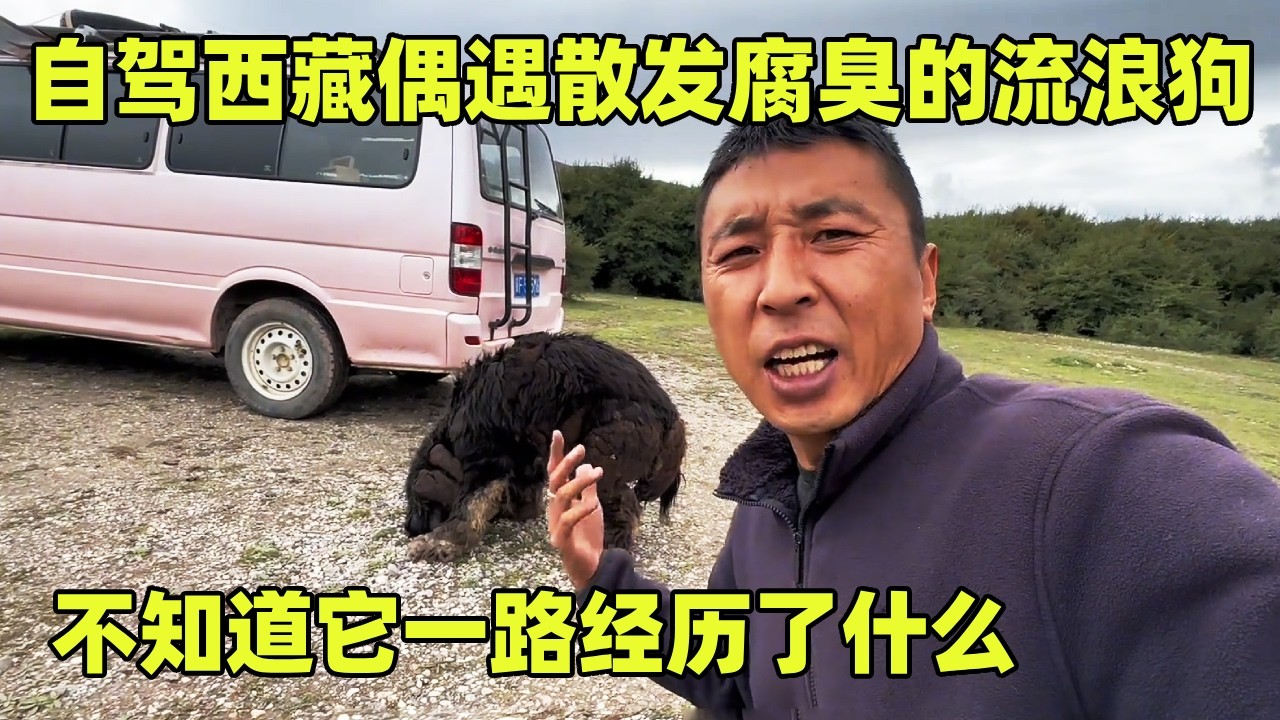 自驾西藏偶遇散发腐臭的流浪狗，热心给它一碗鲜肉吃，不知道它一路经历了什么【小秃子旅行记】