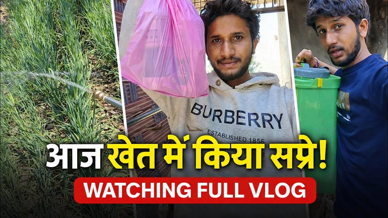 Aaj khet m kiya sapry || New vlog || shanivlogs56 #subscribe #like #comment 