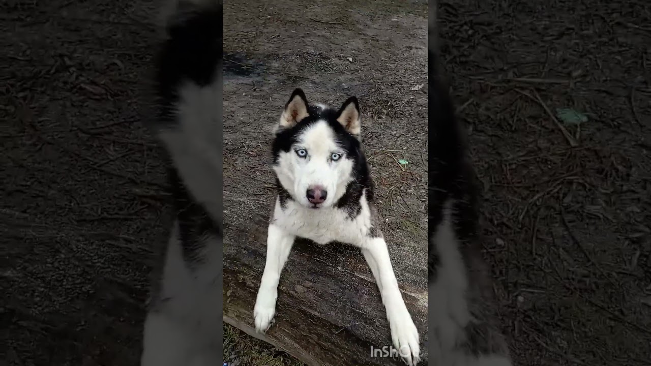 За вкусняшаой. Финансовая помощь бездомным собачкам: 2202 2056 2556 3355- Александр К.