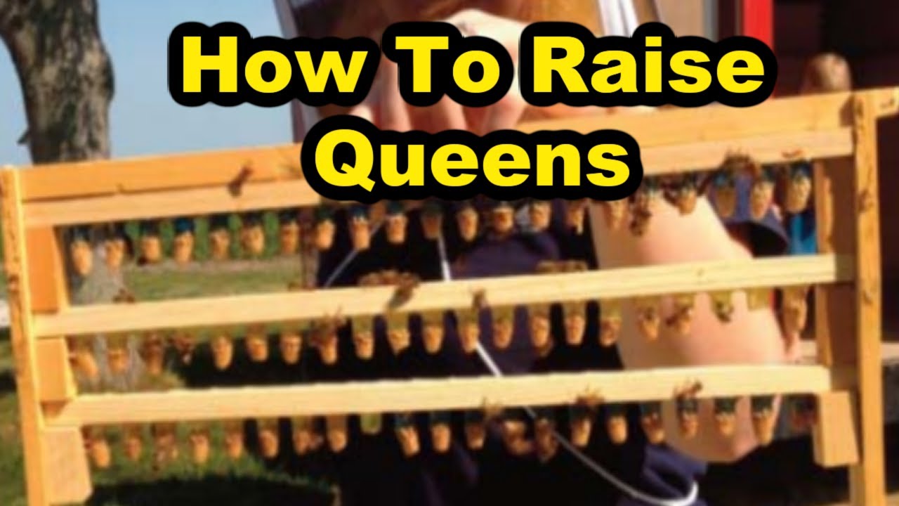 Beekeeping: Learning The Power Of Raising Queens