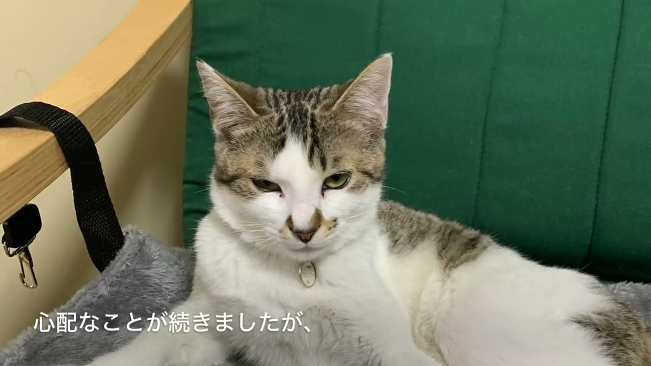 保護猫を迎えて#cat #NNN#保護猫 