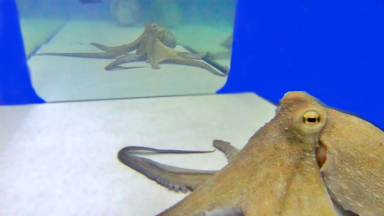 Octopus Mirror Test 2 - VIEWER REQUEST