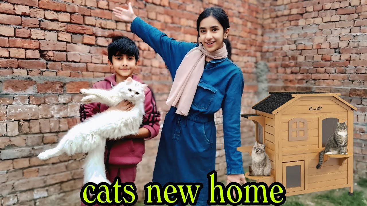 Cats ka new home purchase Kiya 💞 ll Falak Saad smart 