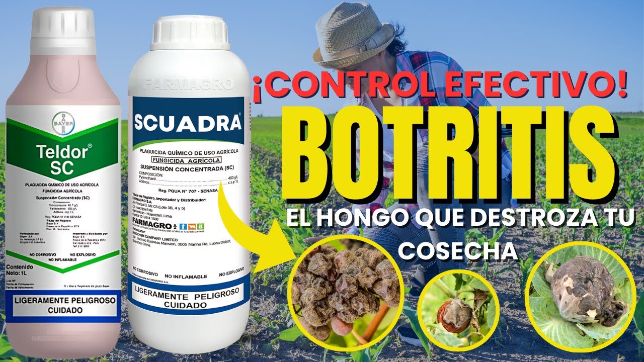 Botrytis o Podredumbre Gris en Cultivos: Síntomas, Tipos y Control Efectivo (Químico y Biológico)😱