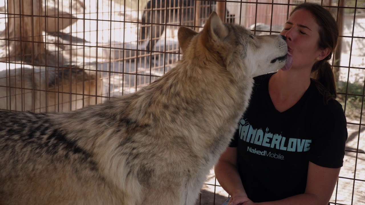 Kissed by a Wolf - Wolfwood Refuge, Colorado