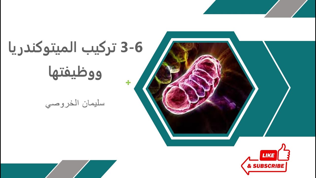 6 3 تركيب الميتوكندريا ووظيفتها وتجربة امتصاص الأكسجين
