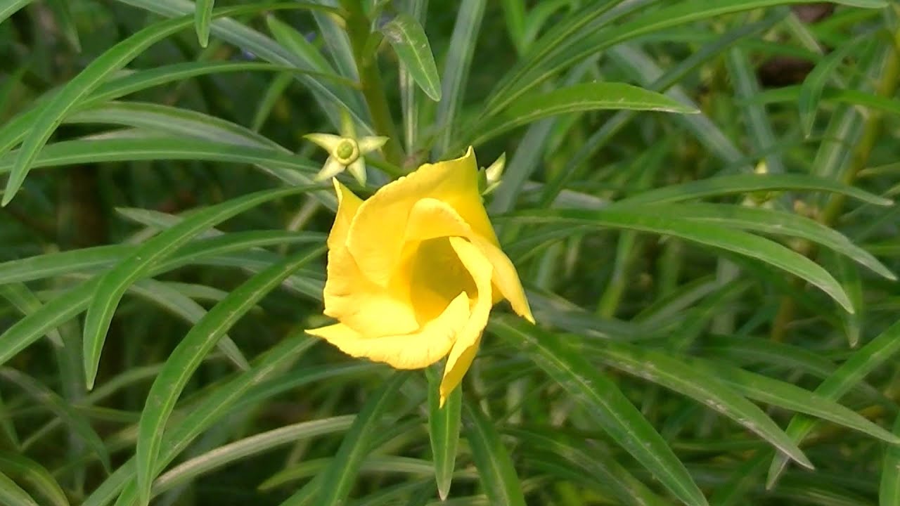 ADELFA AMARILLA: Cascabela thevetia (www.riomoros.com)