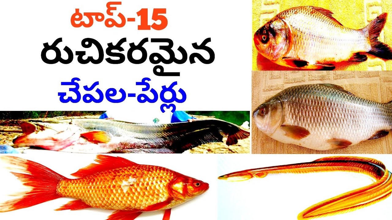 చేపల పేర్లు| టాప్ 15 చేపల పేర్లు| రుచిగల చేపల పేర్లు తెలుగులో|top fish in telugu| best fish telugu
