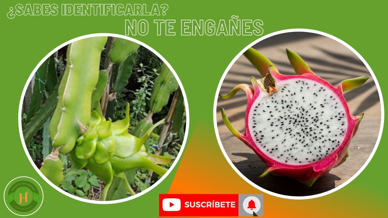 No te dejes engañar: Cómo reconocer una verdadera Vietnam White en segundos 🐉
