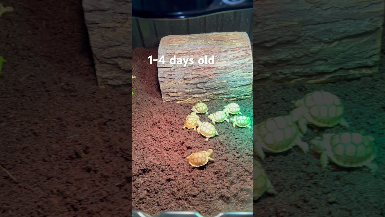Baby sulcata tortoises #foryou #sulcatatortoise #sulcata #tortoise #swetlandtortoises #babytortoise