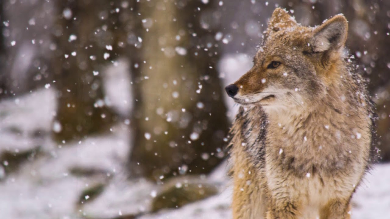 The Coyote (Tribute Video)