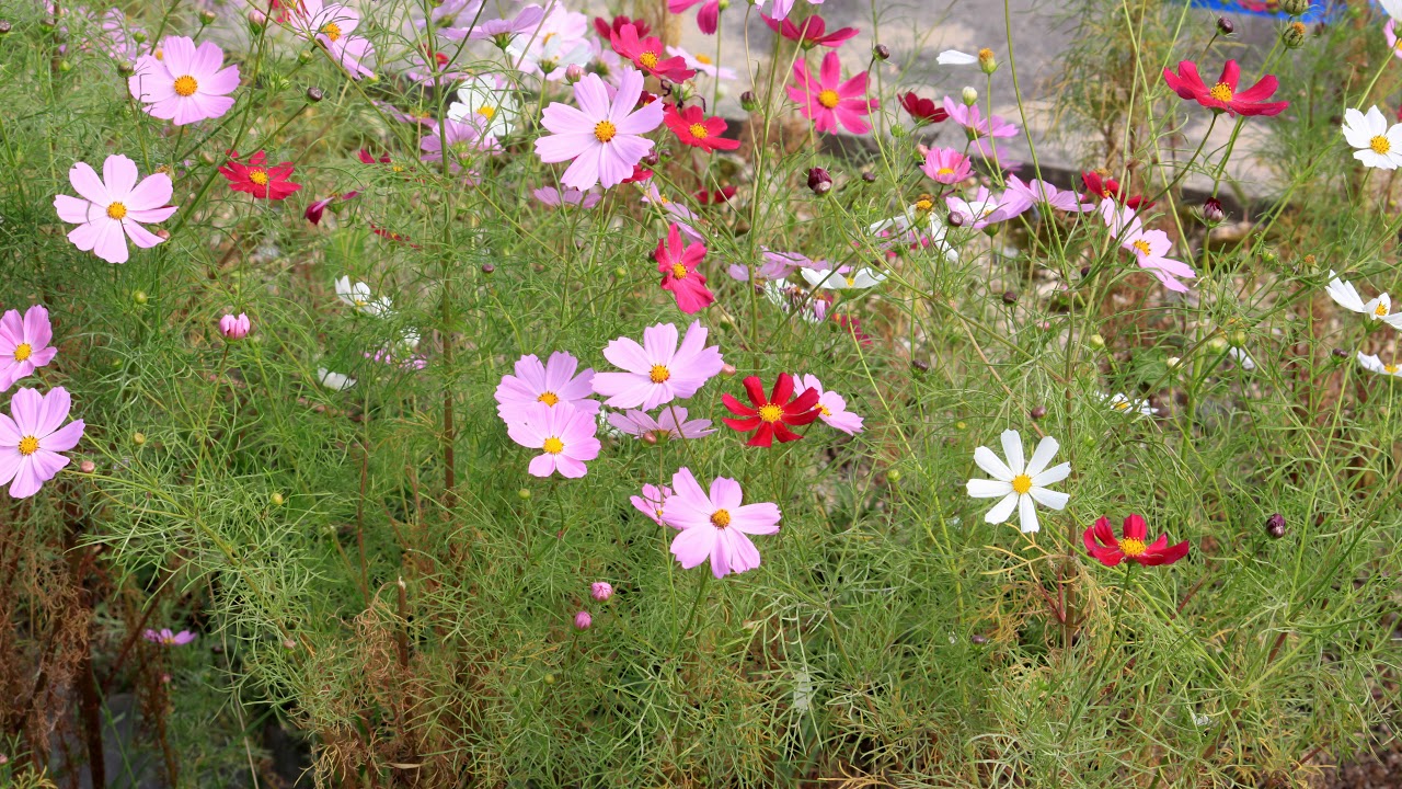 Raag Kaushik Ranjani - Jitendra Abhisheki