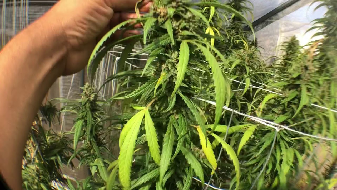 outdoor 2019 cannabis