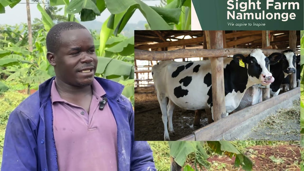 How to make Cow peas Silage