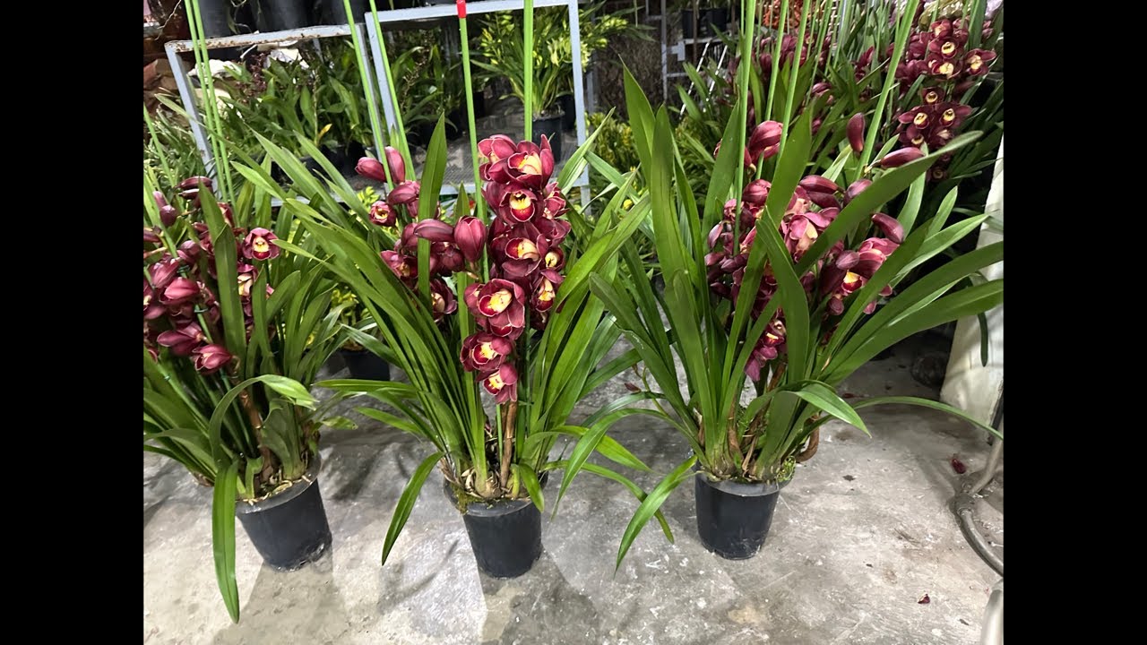 Live tối 23/1 hoa lan tết các loại..lh 0393998895