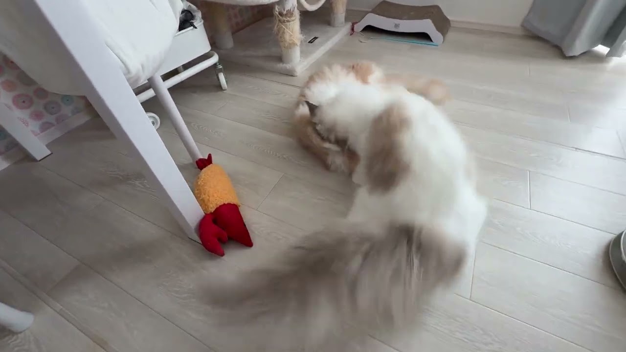 ラグドールとスコティッシュストレートの戯れ