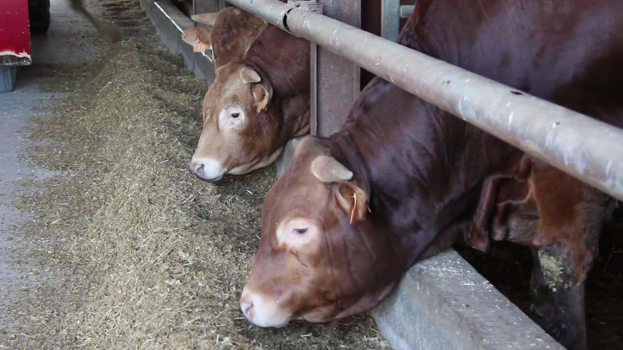Le compact feeding pour éviter tout tri de la ration des jeunes bovins