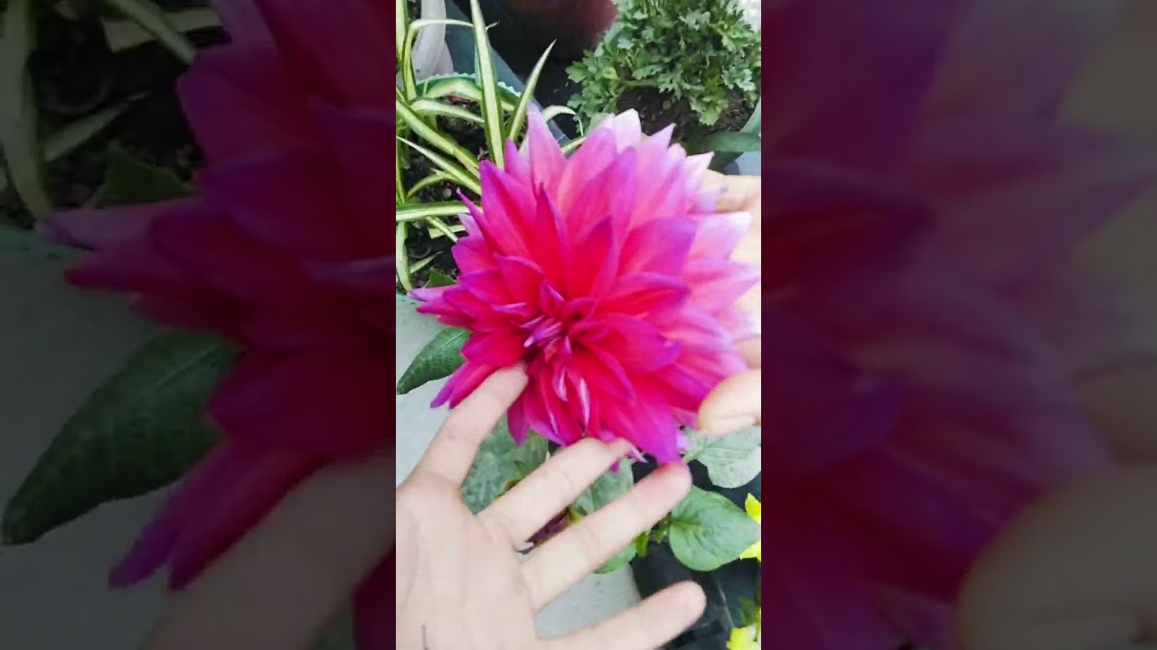  बच्चों की साइकिल रेस