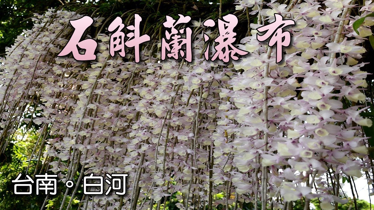 台南白河石斛蘭瀑布