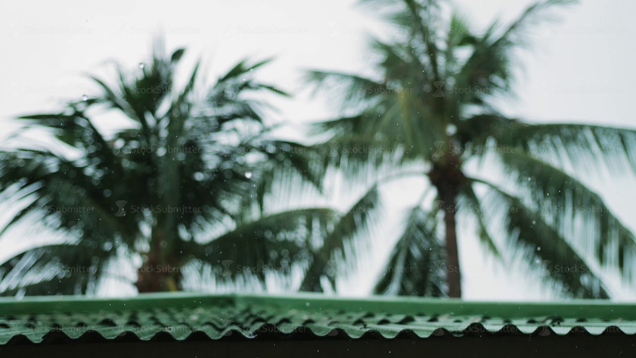 Tropical wind and rain drops falling on the green palm tree leaves in island Koh Samui. slow motion
