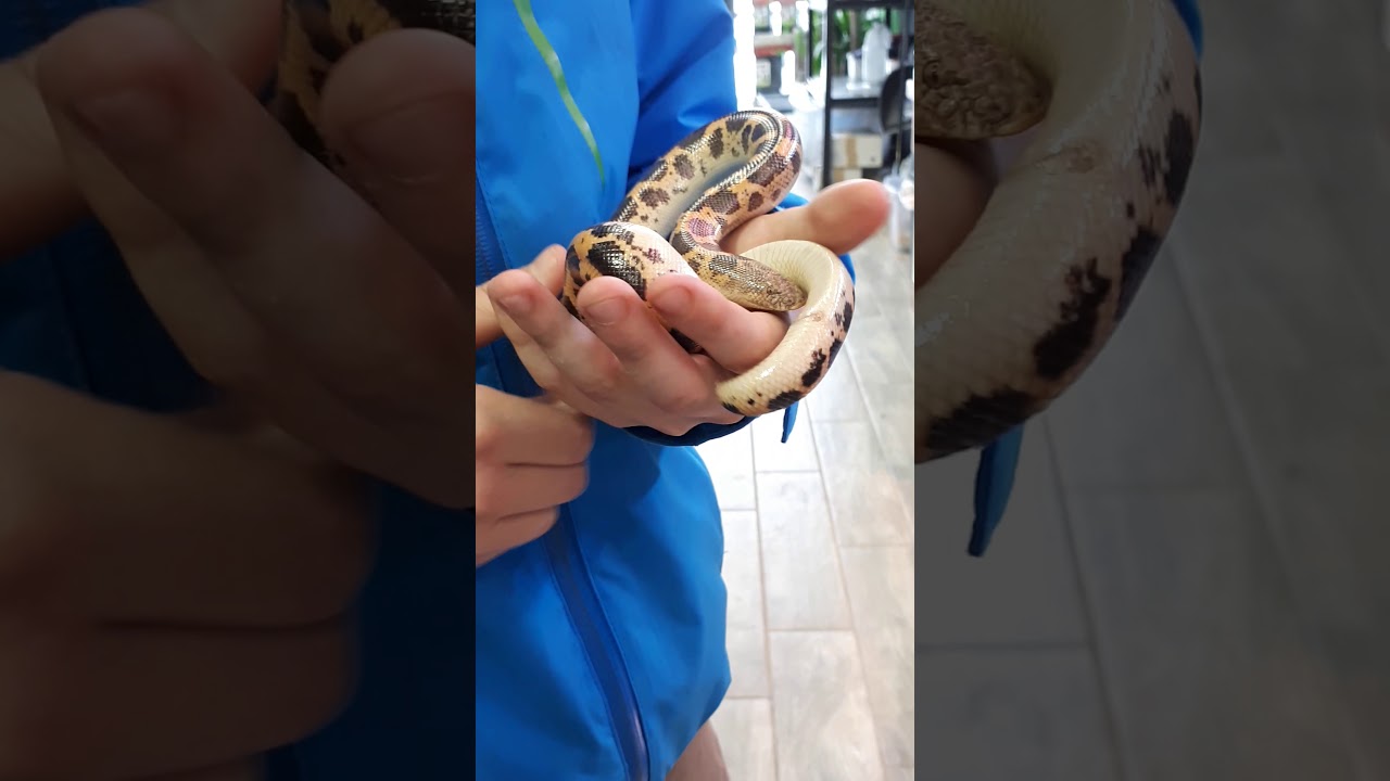 Je manipule un boa ds sable à l'animalerie