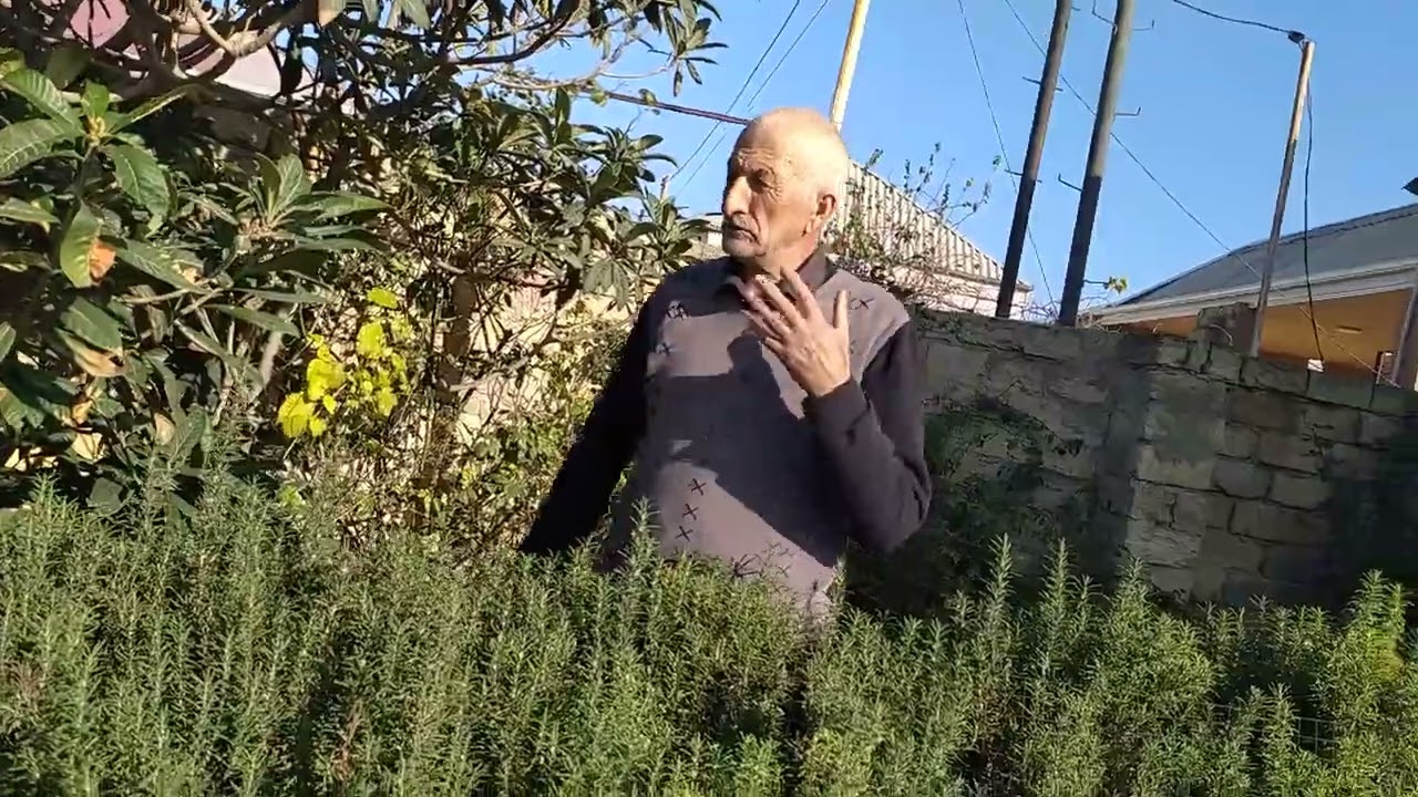 BİBƏRİYYƏ( ROZMARİN) ÇOXLU XƏSTƏLİKLƏRİN DƏRMANIDIR.