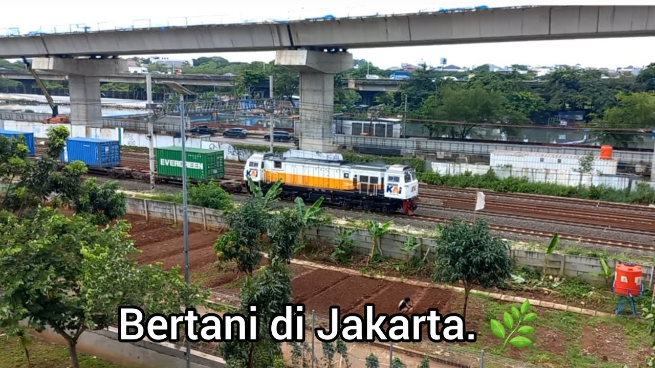 Uniknya Jakarta❗️Lahan Pertanian Warga Kampung Susun Bayam, Hanya Selangkah dari Hunian. 🌿
