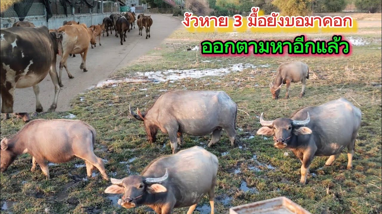 เลี้ยงวัวปล่อยทุ่งต้องทำใจ วัวตัวผู้หายไป 3 วันแล้วยังไม่กลับมาคอกเลย