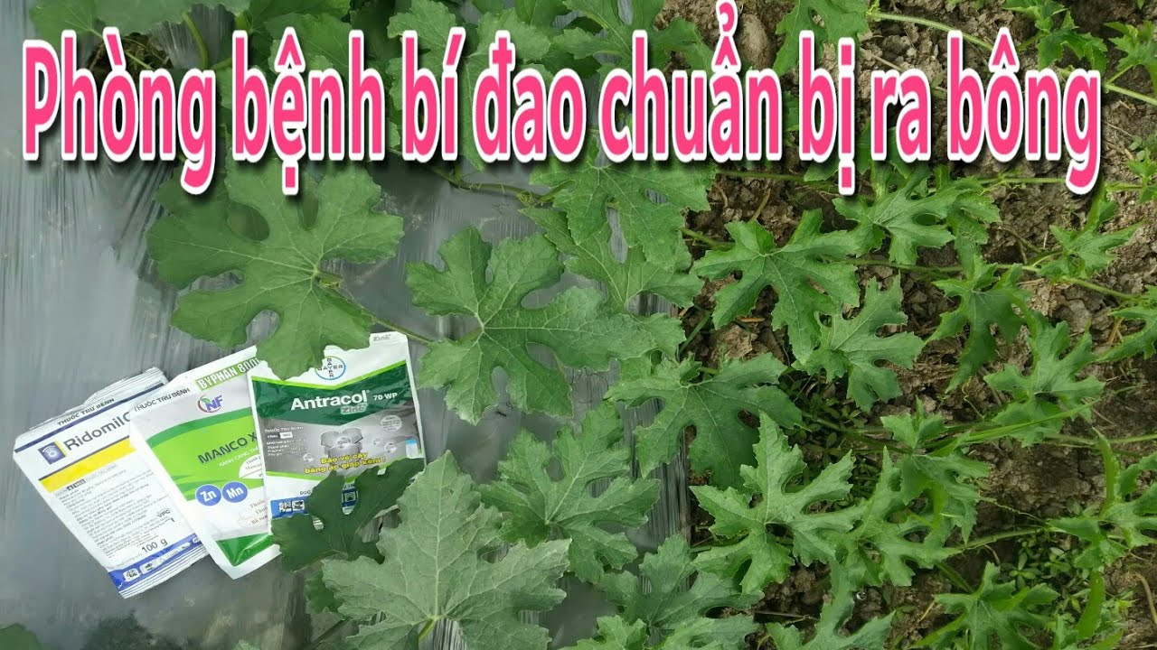 Kỹ thuật trồng bí đao:P11-Phòng bệnh bí đao giai đoạn sắp ra hoa