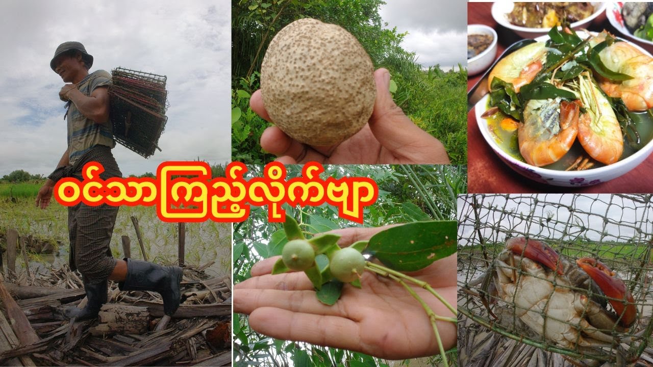 ဂဏန်းလား/ပုစွန်လား/ကပ်မလားသီးလား/😁