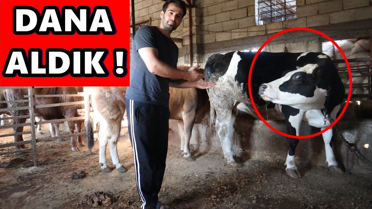 16 BİN TL’ye DANA ALDIK! HAYIRLI OLSUN ( KURBAN PAZARI GEZİ )
