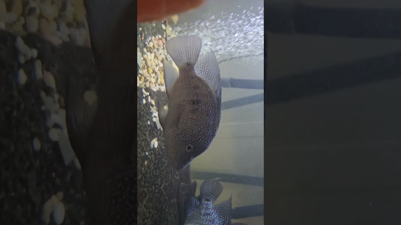 Adding water to the Cichlid tank