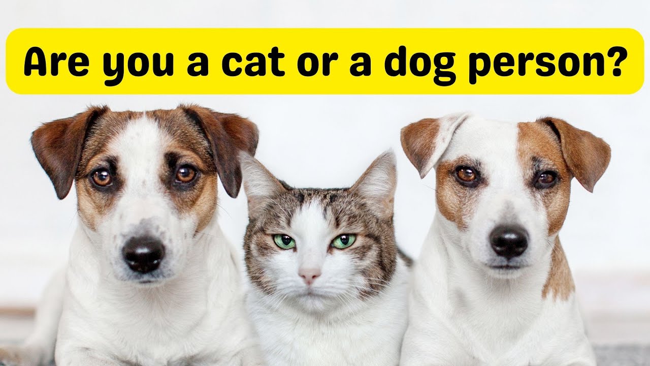 Cat People vs Dog People | Personality Differences