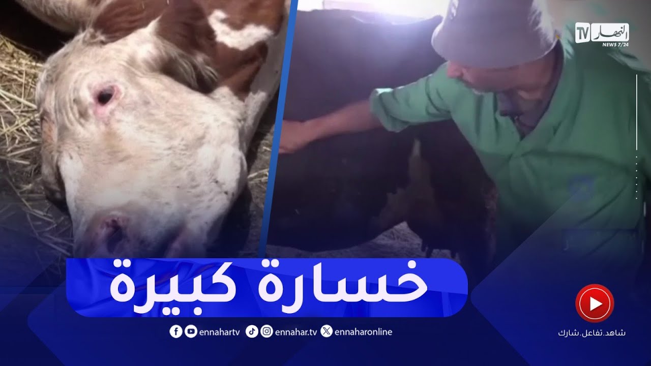 تيزي وزو / تسجيل إصابات بمرض الجلد العقدي المعدي في رؤوس الأبقار