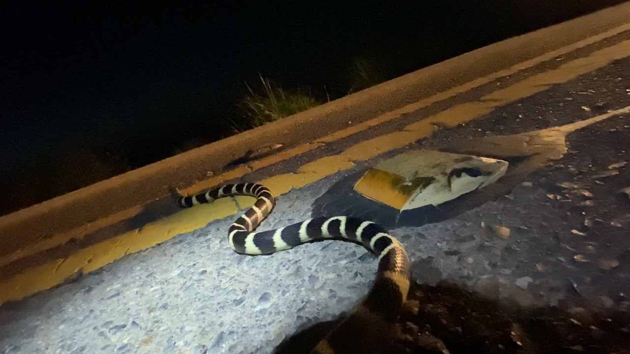 Full Moon Cruising - (Night 1) - 2023 -  Kingsnakes