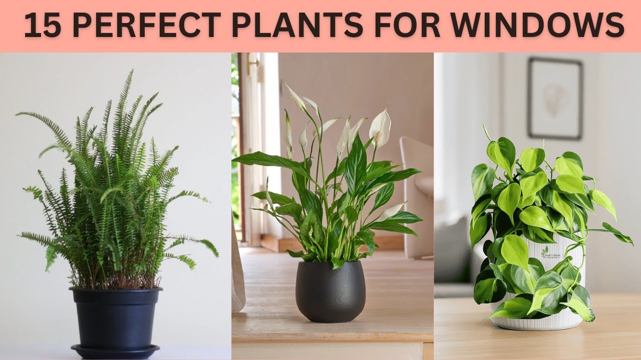 Top 15 Plants That Thrive Next to Windows | Plants Made For Windows