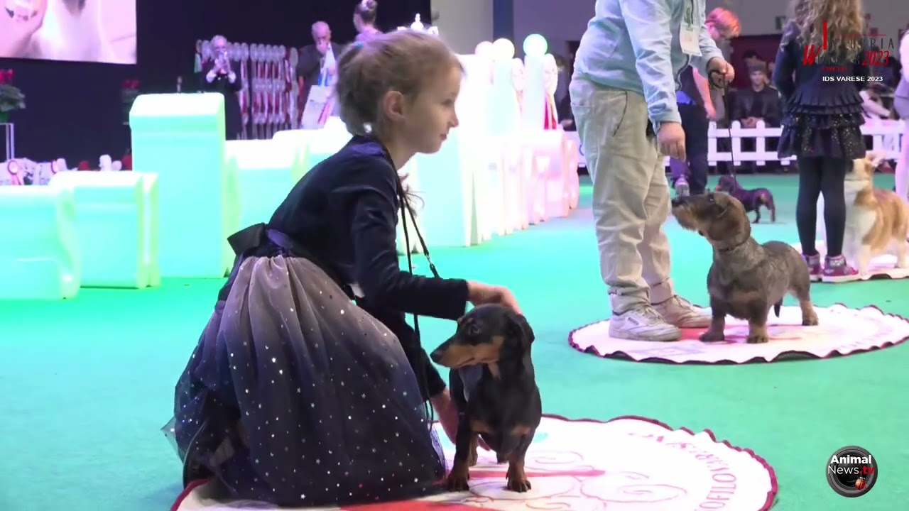 IDS Varese 2023   Junior Handler