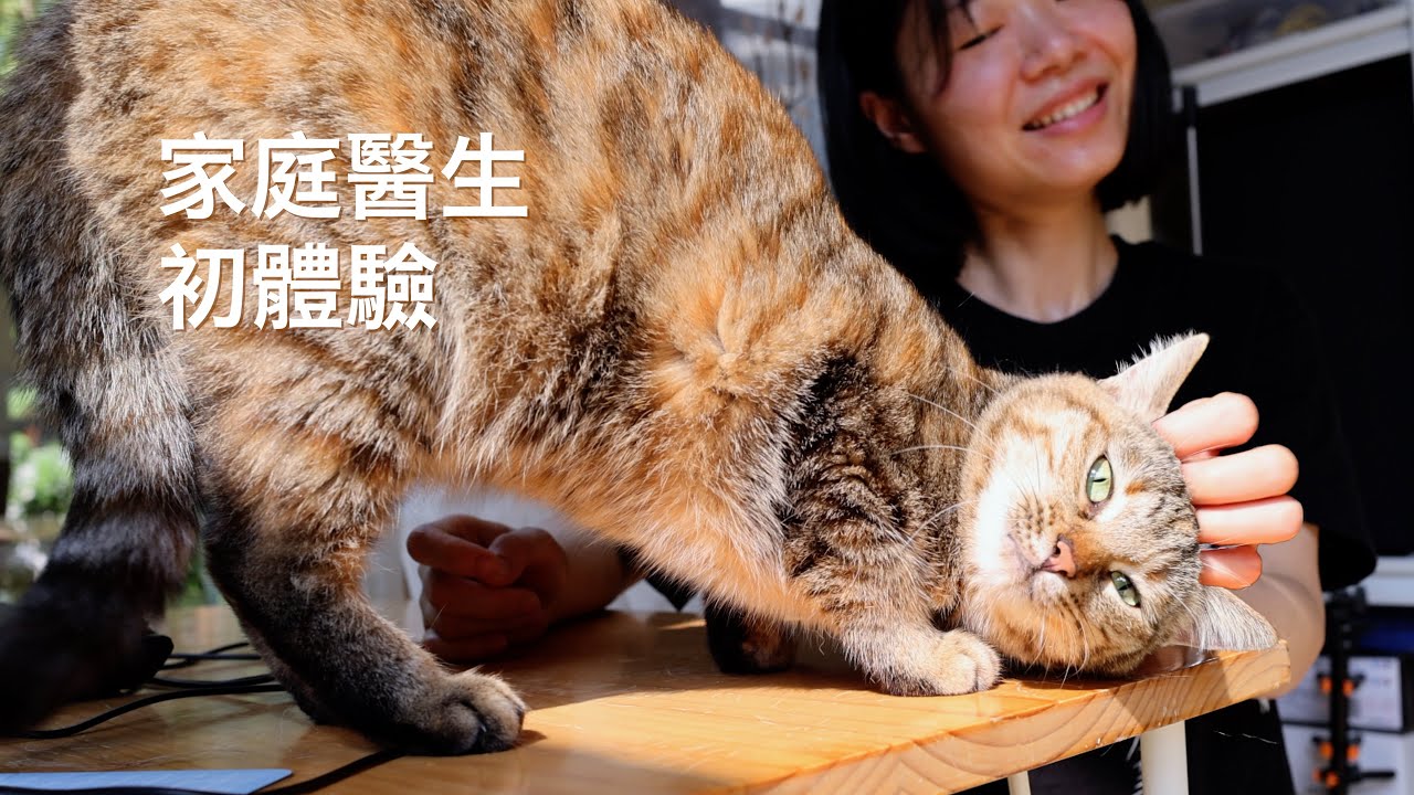 喵喵們請克制，獸醫到家裡談正事呢，別只顧著擼她｜西樹 Xishu&Cats