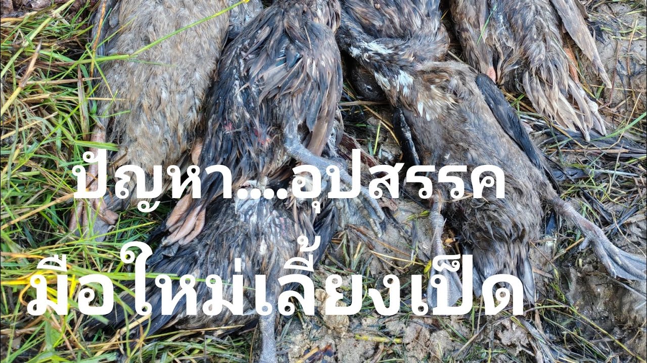 ปัญหา​หลักๆ..... มือใหม่เลี้ยงเป็ด