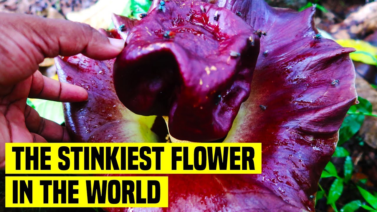 The Stinkiest Flower in The World | The Flower of the Elephant Foot Yam - Kidaram