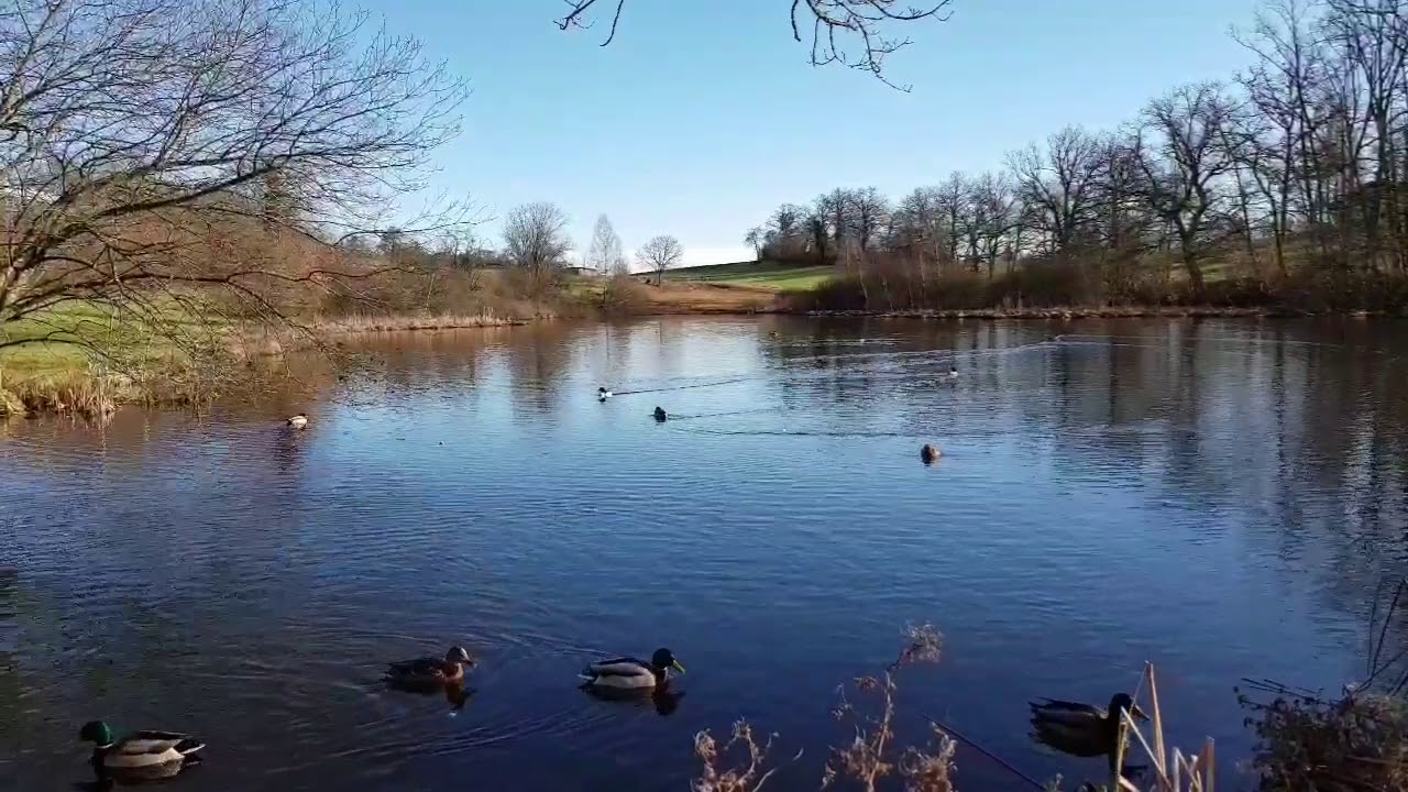 N&auml;gelimoos in Z&uuml;rich, Switzerland | 1 January 2018