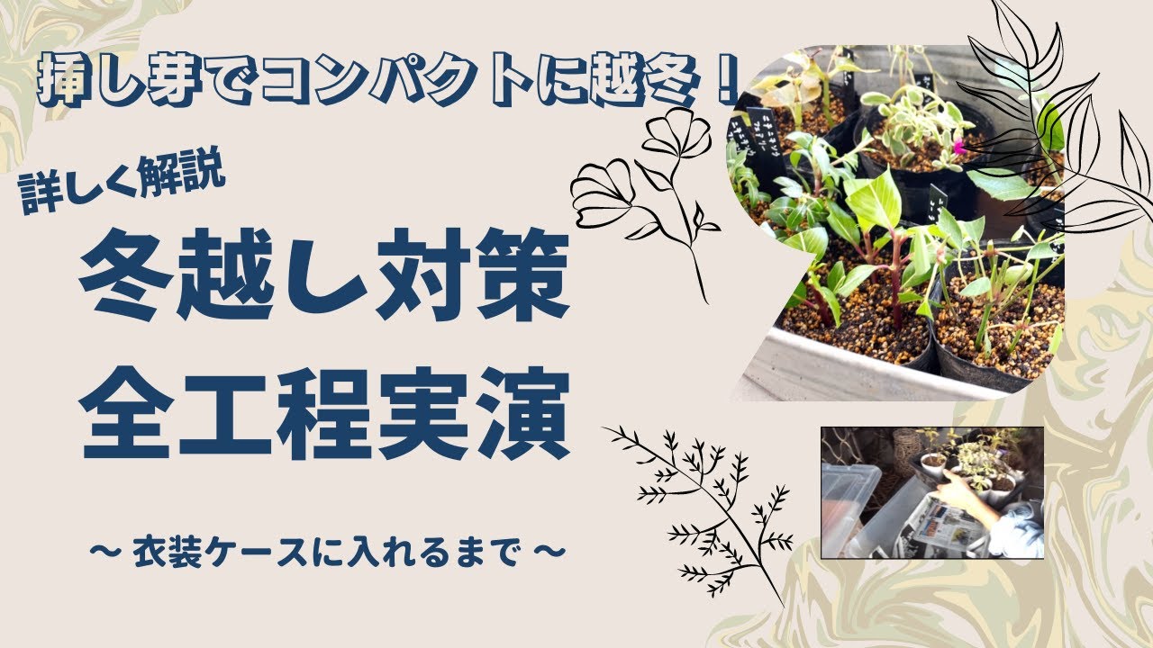《挿し芽～衣装ケースに入るまで》挿し芽の基本も詳しく解説・実演！コンパクトに冬越しさせましょう♪今から始めないと間に合わない！？