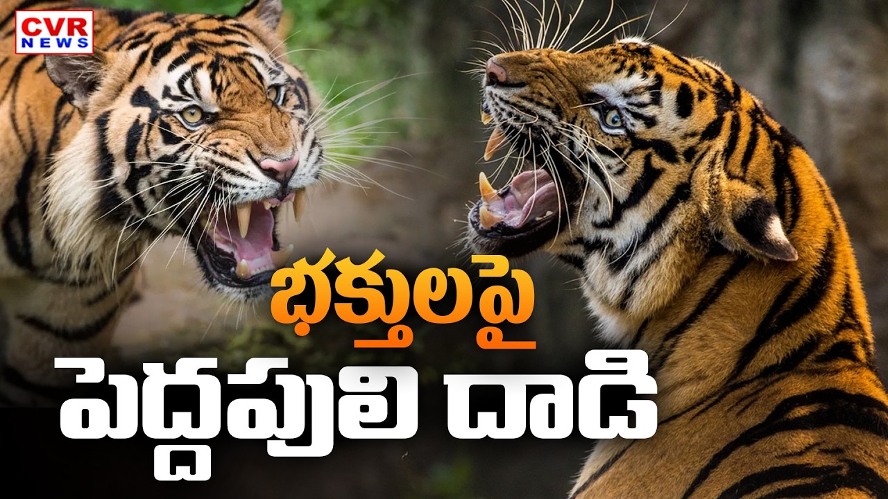 గోదావరి జిల్లాలో పులి సంచారం | Tiger Hulchul In East Godavari District | CVR News