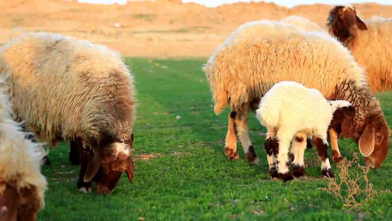 مقتطفات ربيعية من ربيع الشمال رفحاء 1437