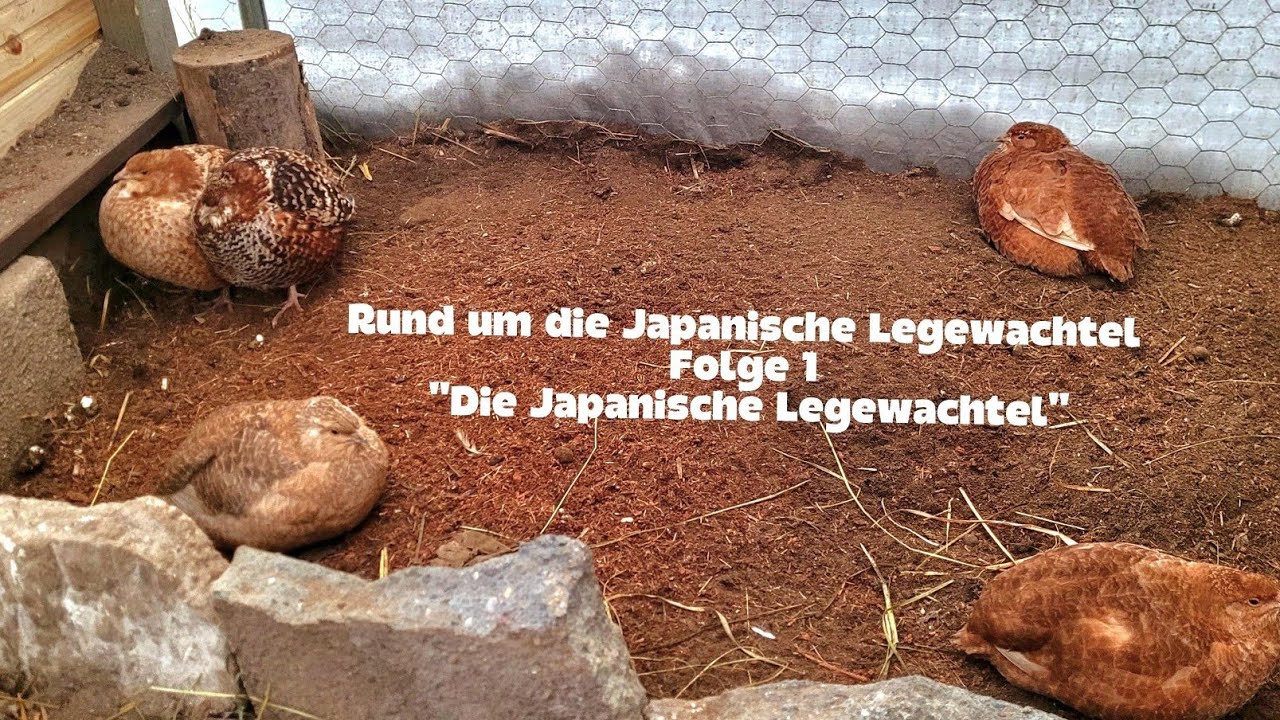 Rund um die Japanische Legewachtel        Folge 1    ,,Die Japanische Legewachtel